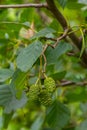 Speckled alders spread their seed through cone-like structures Royalty Free Stock Photo