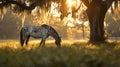 A speckled Appaloosa horse grazes beneath a canopy of dappled sunlight Royalty Free Stock Photo