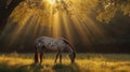 A speckled Appaloosa horse grazes beneath a canopy of dappled sunlight Royalty Free Stock Photo