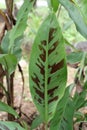 Speckled banana leaves, green leaves with black stripes, strange trees, hard to find, beautiful collection of trees planted