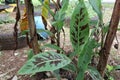 Speckled banana leaves, green leaves with black stripes, strange trees, hard to find, beautiful collection of trees planted