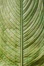 The speckled and beautiful patterned banana leaf background is popular with tree lovers. Spotted banana leaves, often with