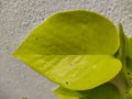 Close-up of green leaves, cement wall, beautiful, perspective, pattern, speckled betel beside the wall Royalty Free Stock Photo