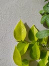 Close-up of green leaves, cement wall, beautiful, perspective, pattern, speckled betel beside the wall Royalty Free Stock Photo