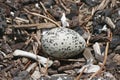 Speckled bird egg in nest