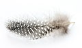 Speckled bird feather isolated Royalty Free Stock Photo