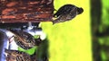 Speckled birds enjoy a moment of rest in sunlight