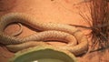 Speckled brown snake