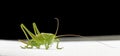 Speckled bush-cricket Leptophyes punctatissima Royalty Free Stock Photo
