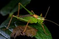 Speckled bush-cricket, Leptophyes punctatissima Royalty Free Stock Photo