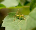 Speckled Bush-cricket - Leptophyes punctatissima. Orange and green. Profile. Royalty Free Stock Photo