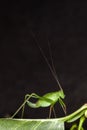 Speckled Bush Cricket, Leptophynes punctatissima Royalty Free Stock Photo
