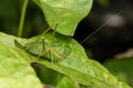 Speckled Bush Cricket, (Leptophynes punctatissima Royalty Free Stock Photo