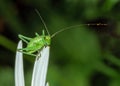 Speckled Bush-cricket nymph - Leptophyes punctatissima Royalty Free Stock Photo