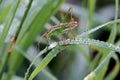 Speckled bush cricket with water droplets, morning dew in the grass Royalty Free Stock Photo