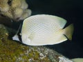 Speckled butterflyfish Royalty Free Stock Photo