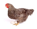 Speckled chicken with eggs Royalty Free Stock Photo