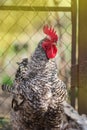 View of rooster. Rooster with red comb Royalty Free Stock Photo