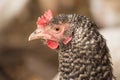 View of rooster. Rooster with red comb Royalty Free Stock Photo