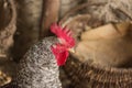 View of rooster. Rooster with red comb Royalty Free Stock Photo