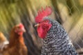 View of rooster. Rooster with red comb Royalty Free Stock Photo