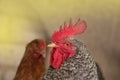 View of rooster. Rooster with red comb Royalty Free Stock Photo