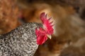 View of rooster. Rooster with red comb Royalty Free Stock Photo