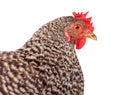 Speckled chicken portrait