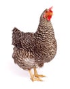Speckled chicken Royalty Free Stock Photo