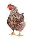 Speckled chicken Royalty Free Stock Photo