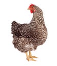 Speckled chicken Royalty Free Stock Photo