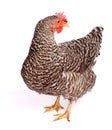 Speckled chicken Royalty Free Stock Photo