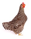 Speckled chicken Royalty Free Stock Photo