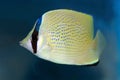 Speckled or Citron butterflyfish, a marine reef fish Royalty Free Stock Photo