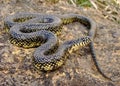 Speckled or Common Kingsnake (King Snake)