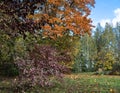 speckled dogwood shrub by Cornus Alba Elegantissima