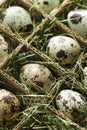 Speckled eggs.