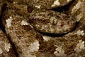 Speckled Forest Pit Viper Bothrops taeniatus taeniatus