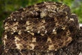 Speckled Forest PitViper Closeup