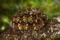 Speckled Forest PitViper on Tree Branch