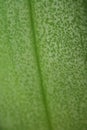 Speckled Green Leaf