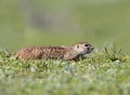 Speckled ground squirrel with a blade of grass in his mouth Royalty Free Stock Photo