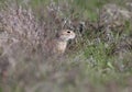 The speckled ground squirrel Royalty Free Stock Photo
