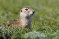 Speckled ground squirrel sitting on the ground Royalty Free Stock Photo