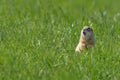 Speckled ground squirrel or spotted souslik calls loudly his simple song with wide open mouth over green g Royalty Free Stock Photo