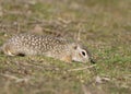 The speckled ground squirrel or spotted souslik Spermophilus suslicus Royalty Free Stock Photo