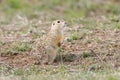 The speckled ground squirrel or spotted souslik Spermophilus suslicus Royalty Free Stock Photo