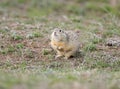 The speckled ground squirrel or spotted souslik Spermophilus suslicus on the ground.