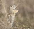 The speckled ground squirrel or spotted souslik Spermophilus suslicus on the ground eating a grass in funny pose