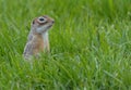 Speckled ground squirrel or spotted souslik posing in grass in vertical position Royalty Free Stock Photo